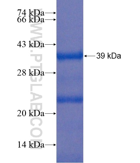 NT5DC1 fusion protein Ag20916 SDS-PAGE