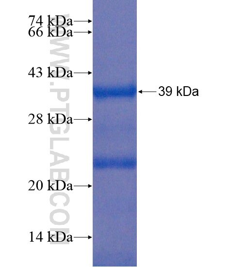 NT5DC1 fusion protein Ag20916 SDS-PAGE