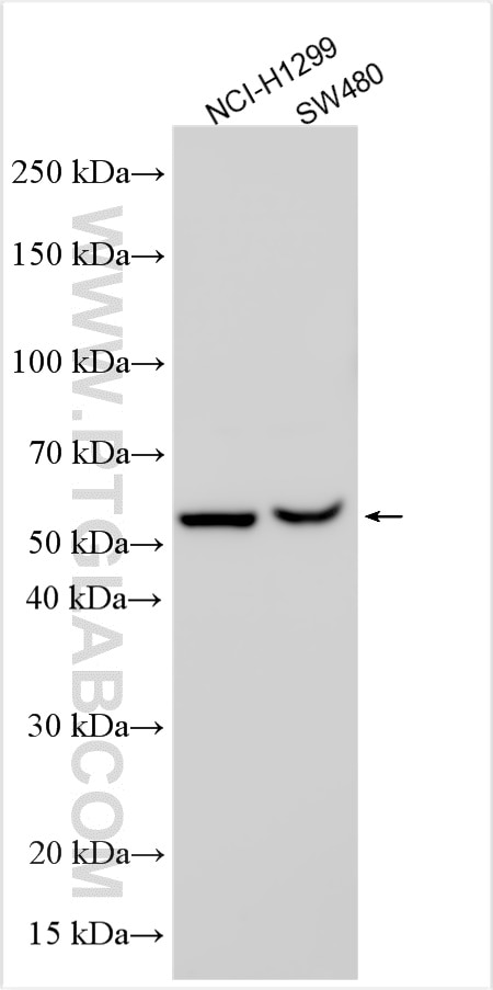 Western Blot (WB) analysis of various lysates using NT5DC2 Polyclonal antibody (31739-1-AP)