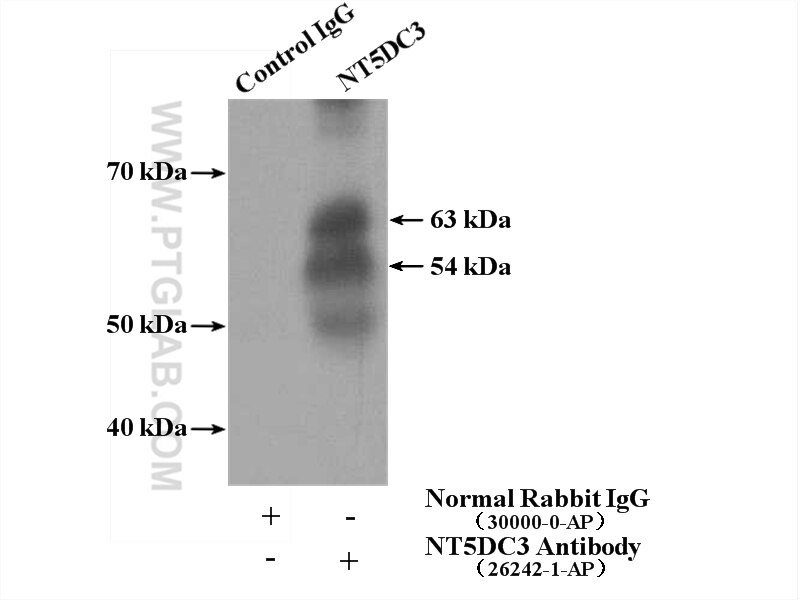 Immunoprecipitation (IP) experiment of mouse testis tissue using NT5DC3 Polyclonal antibody (26242-1-AP)