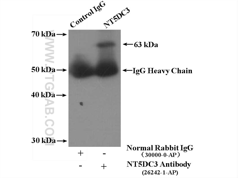 Immunoprecipitation (IP) experiment of HepG2 cells using NT5DC3 Polyclonal antibody (26242-1-AP)
