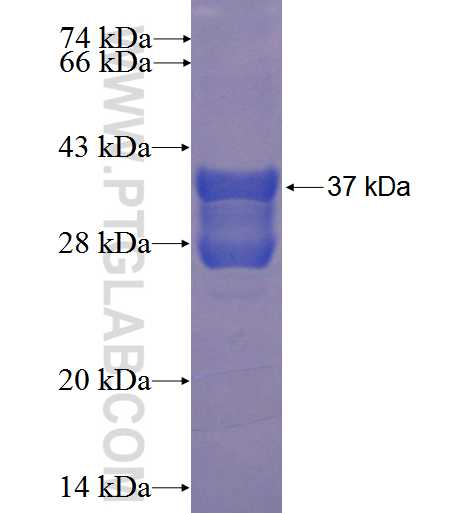 NT5DC3 fusion protein Ag23962 SDS-PAGE