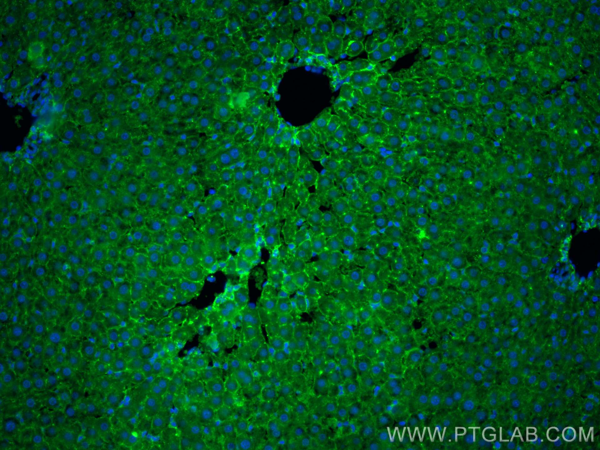 Immunofluorescence (IF) / fluorescent staining of rat liver tissue using NT5E,CD73 Monoclonal antibody (67789-1-Ig)