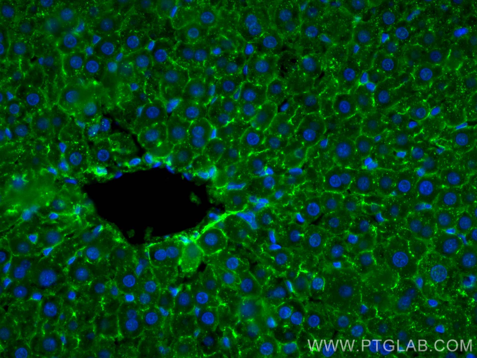 Immunofluorescence (IF) / fluorescent staining of rat liver tissue using NT5E,CD73 Monoclonal antibody (67789-1-Ig)