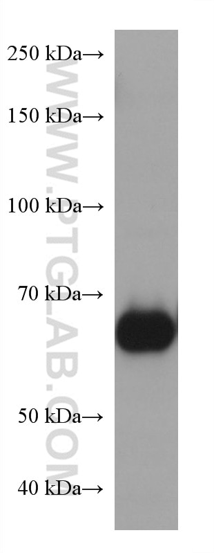 Western Blot (WB) analysis of A549 cells using NT5E,CD73 Monoclonal antibody (67789-1-Ig)