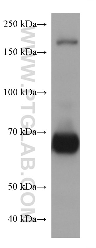 Western Blot (WB) analysis of HT-29 cells using NT5E,CD73 Monoclonal antibody (67789-1-Ig)