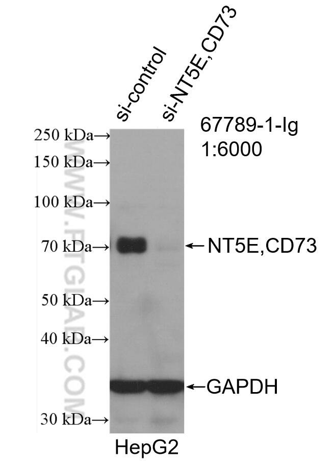 Western Blot (WB) analysis of HepG2 cells using NT5E,CD73 Monoclonal antibody (67789-1-Ig)