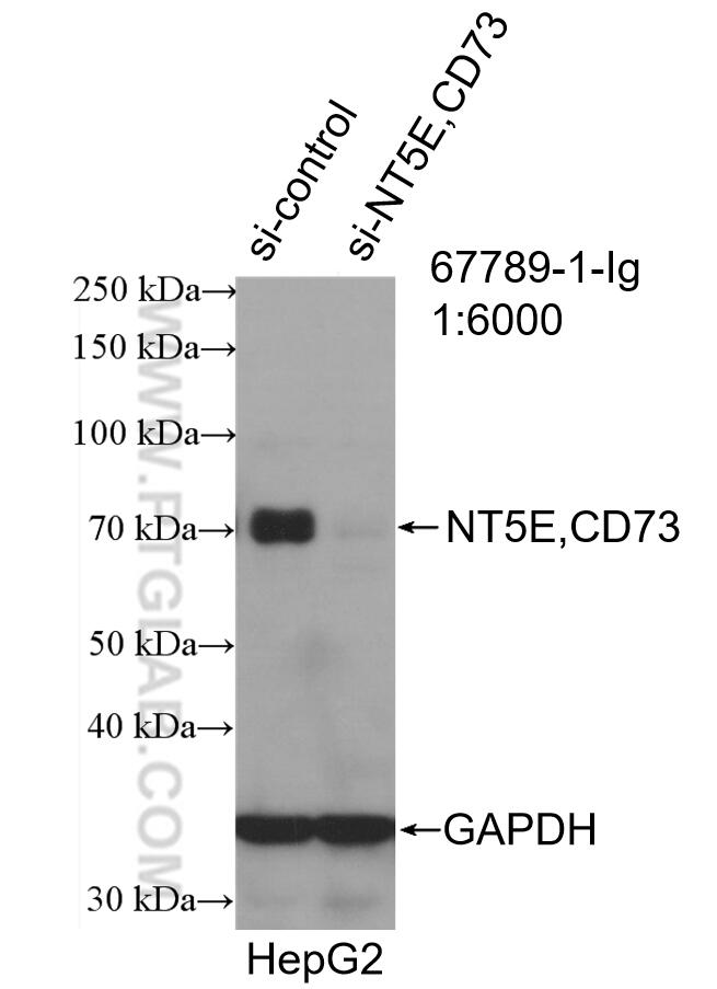 Western Blot (WB) analysis of HepG2 cells using NT5E/CD73 Monoclonal antibody (67789-1-Ig)