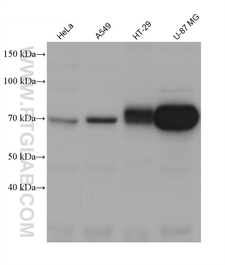 Western Blot (WB) analysis of various lysates using NT5E,CD73 Monoclonal antibody (67789-1-Ig)