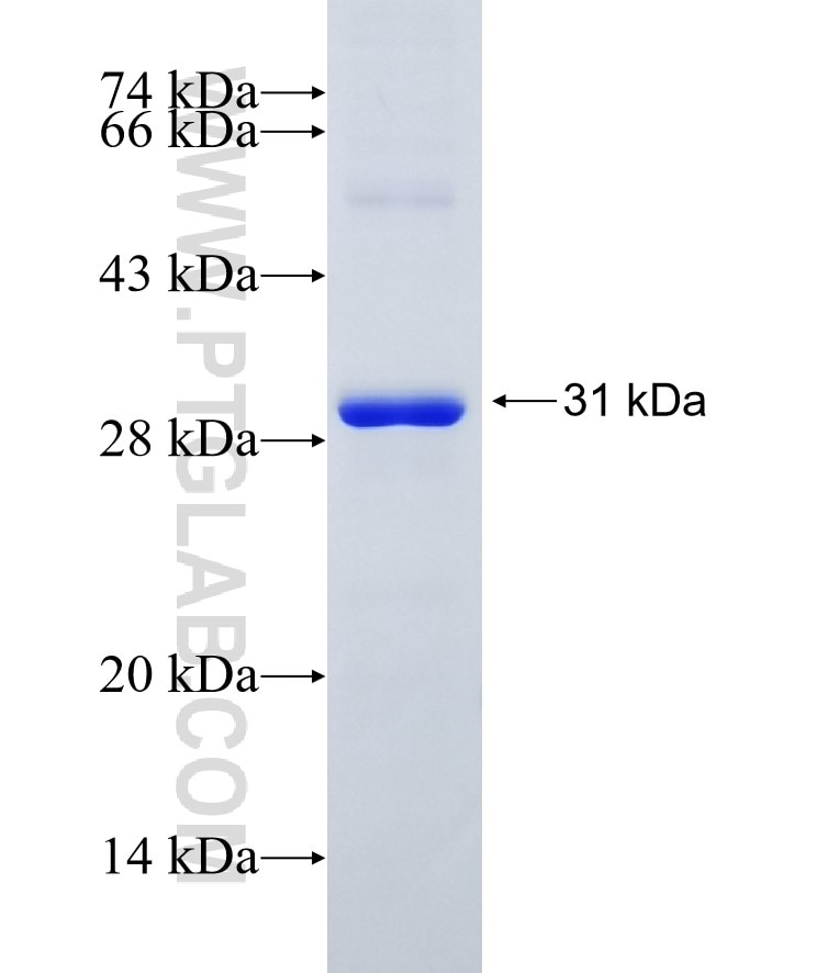 NT5E,CD73 fusion protein Ag30616 SDS-PAGE