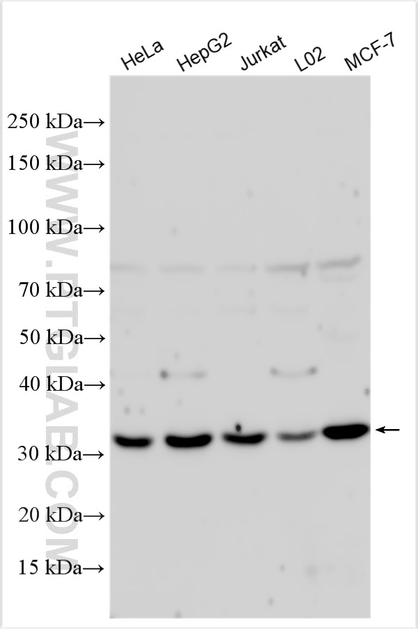 Western Blot (WB) analysis of various lysates using PNAD Polyclonal antibody (17132-1-AP)