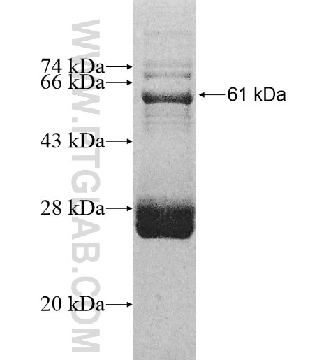 NTAN1 fusion protein Ag10880 SDS-PAGE