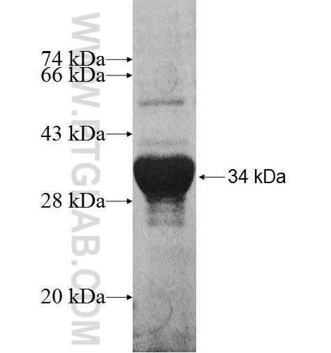 NTAN1 fusion protein Ag9643 SDS-PAGE
