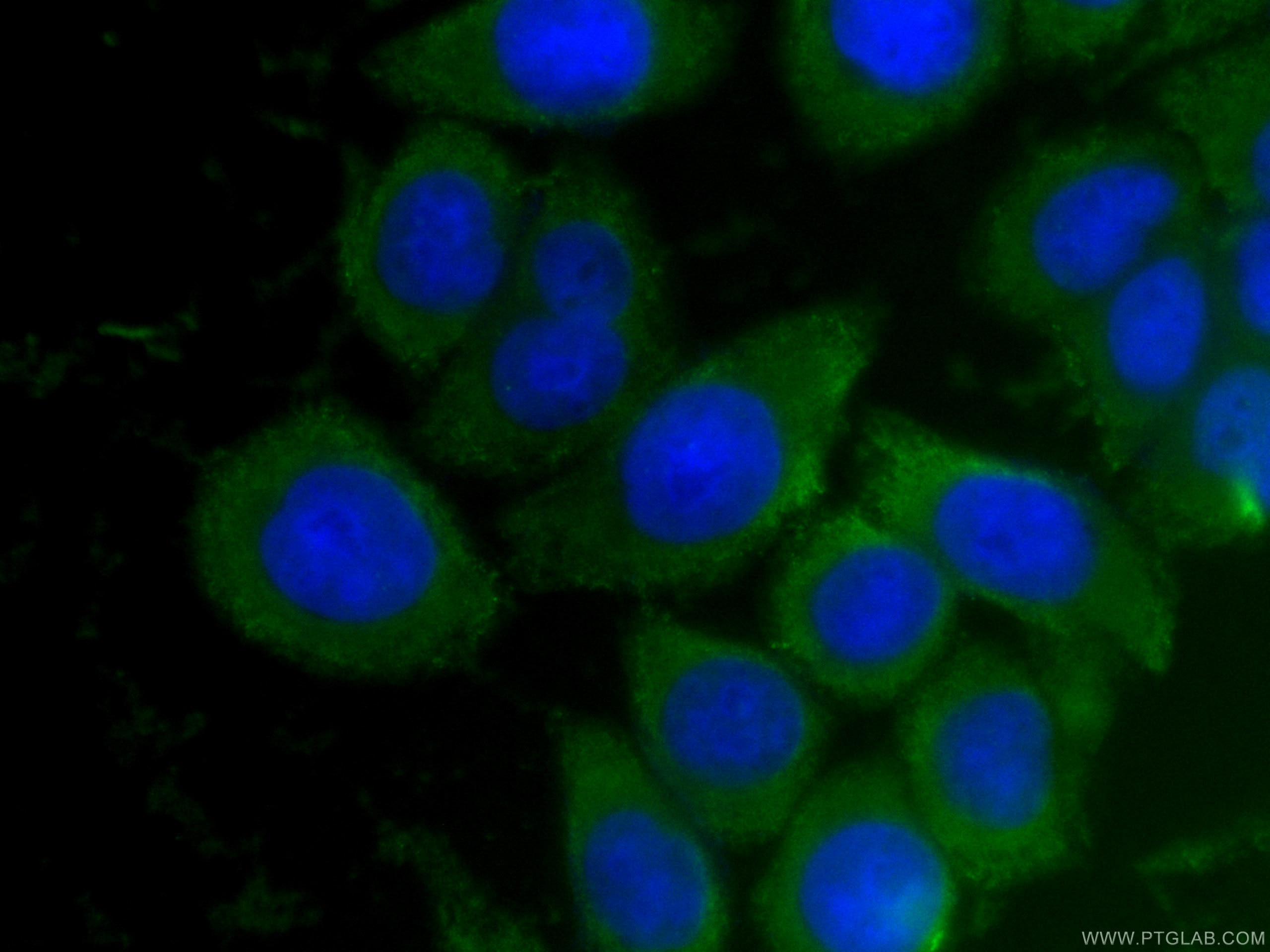 Immunofluorescence (IF) / fluorescent staining of HeLa cells using CoraLite® Plus 488-conjugated NTF2 Monoclonal anti (CL488-66063)