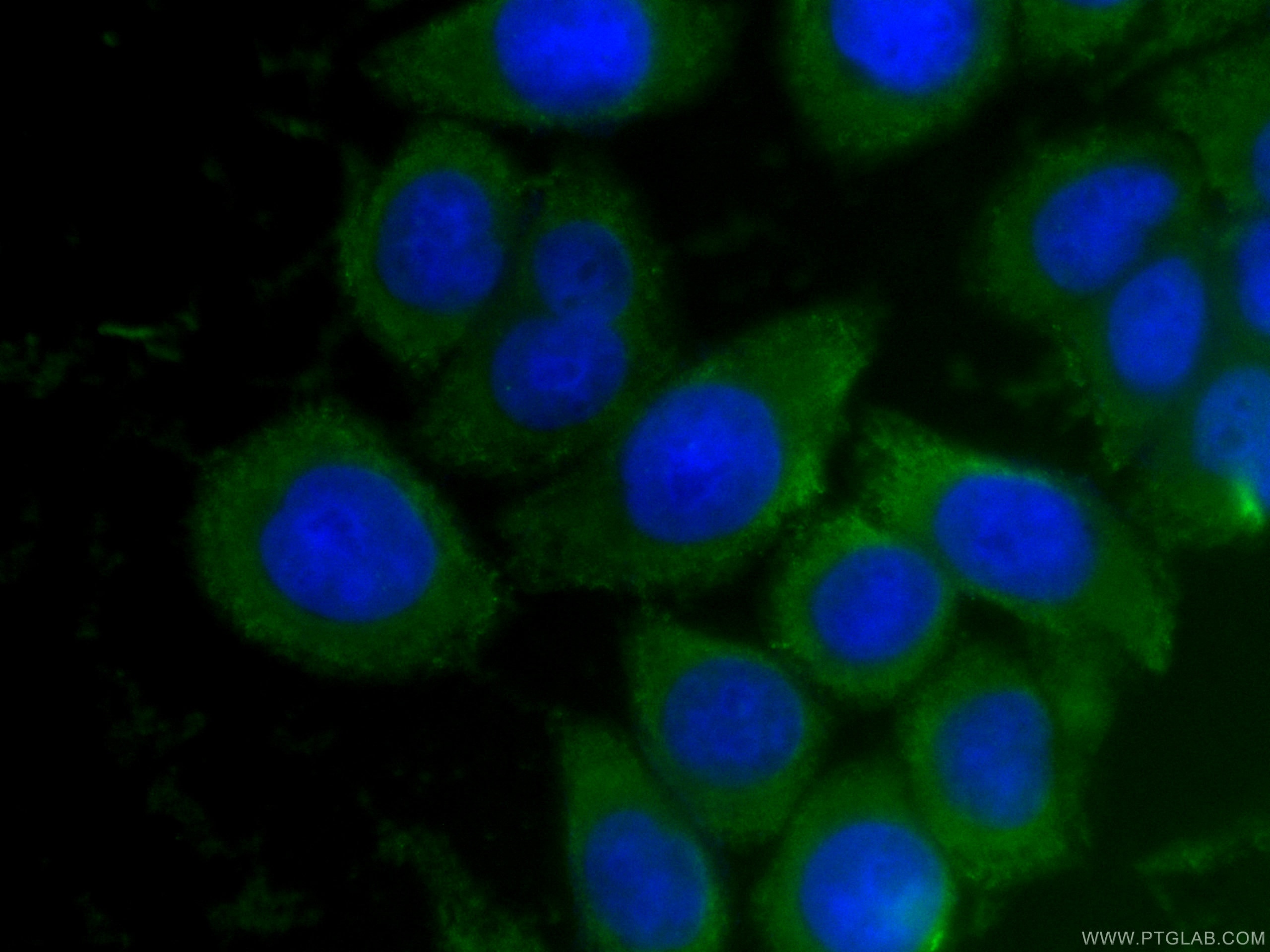 IF Staining of HeLa using CL488-66063