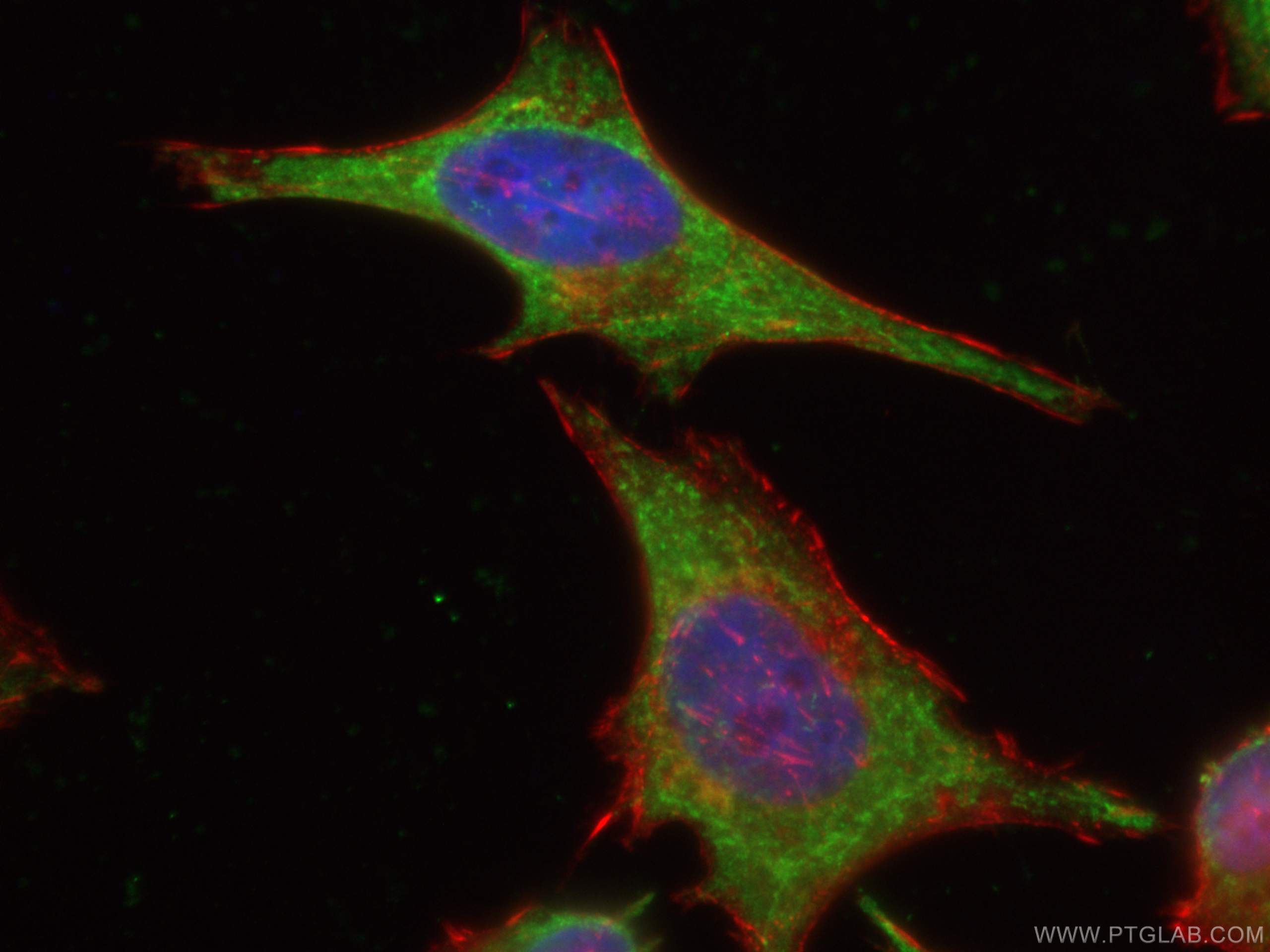 Immunofluorescence (IF) / fluorescent staining of HeLa cells using CoraLite® Plus 488-conjugated NTF2 Monoclonal anti (CL488-66063)