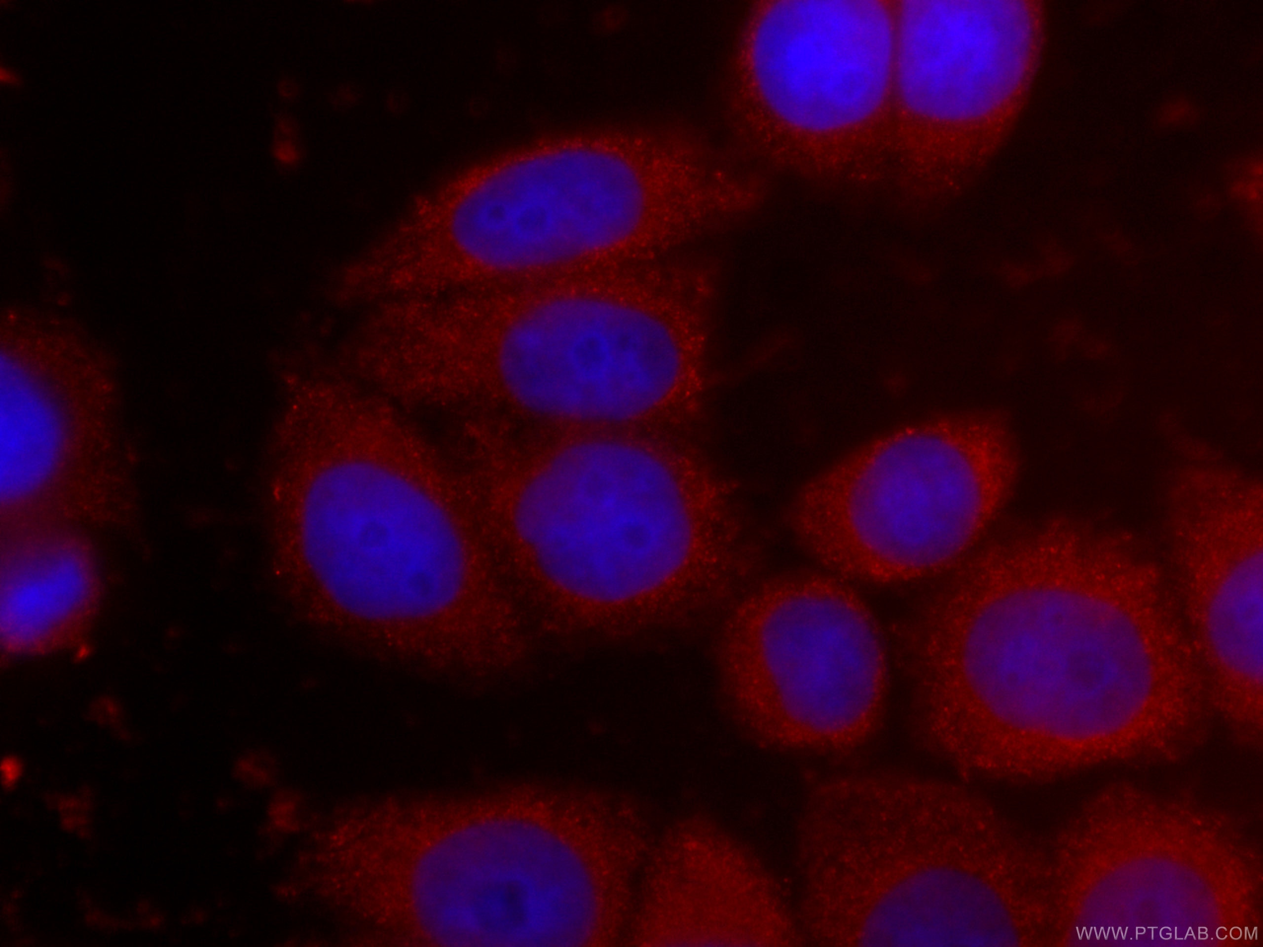 Immunofluorescence (IF) / fluorescent staining of HeLa cells using CoraLite®594-conjugated NTF2 Monoclonal antibody (CL594-66063)