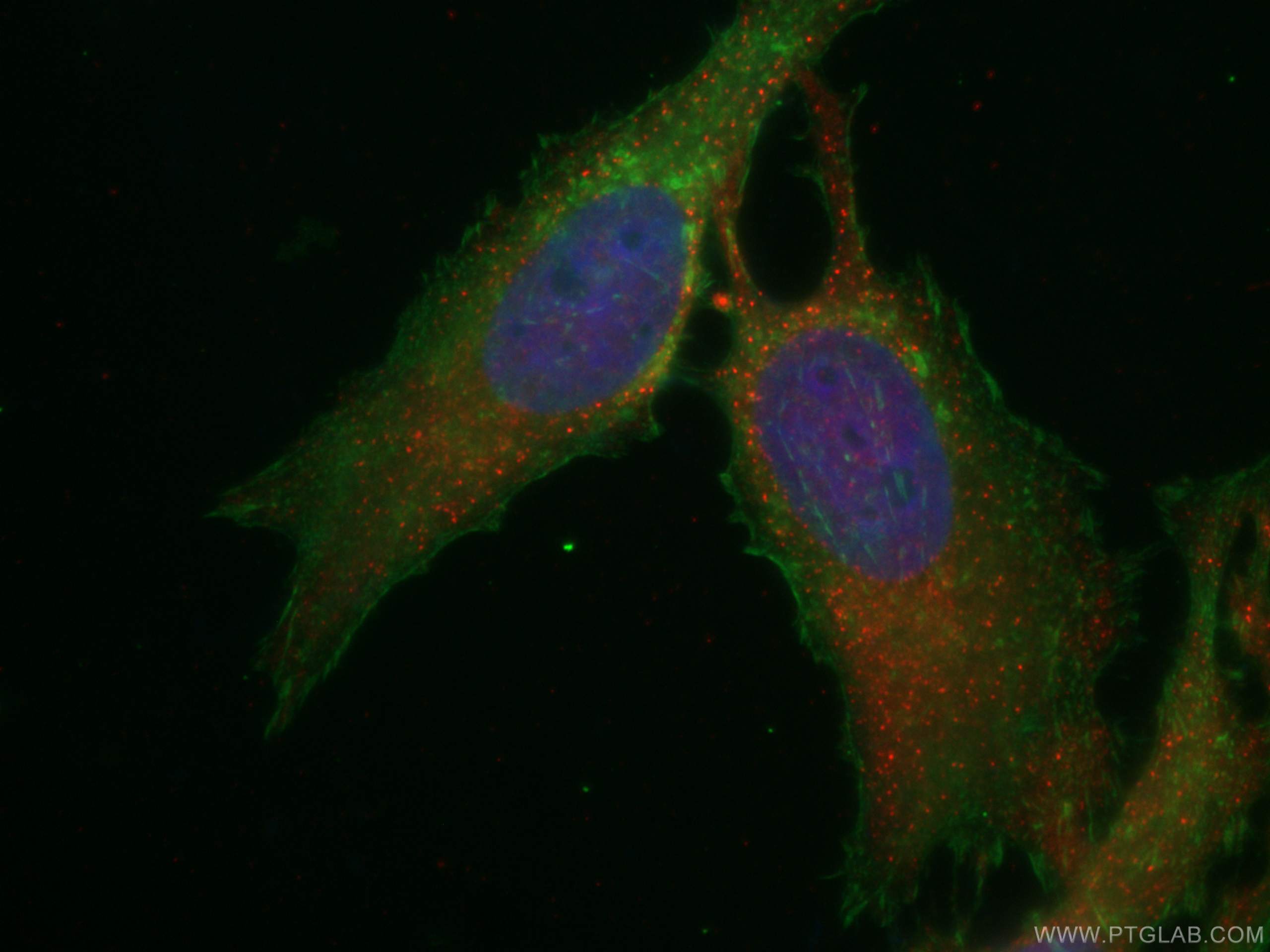 Immunofluorescence (IF) / fluorescent staining of HeLa cells using CoraLite®594-conjugated NTF2 Monoclonal antibody (CL594-66063)