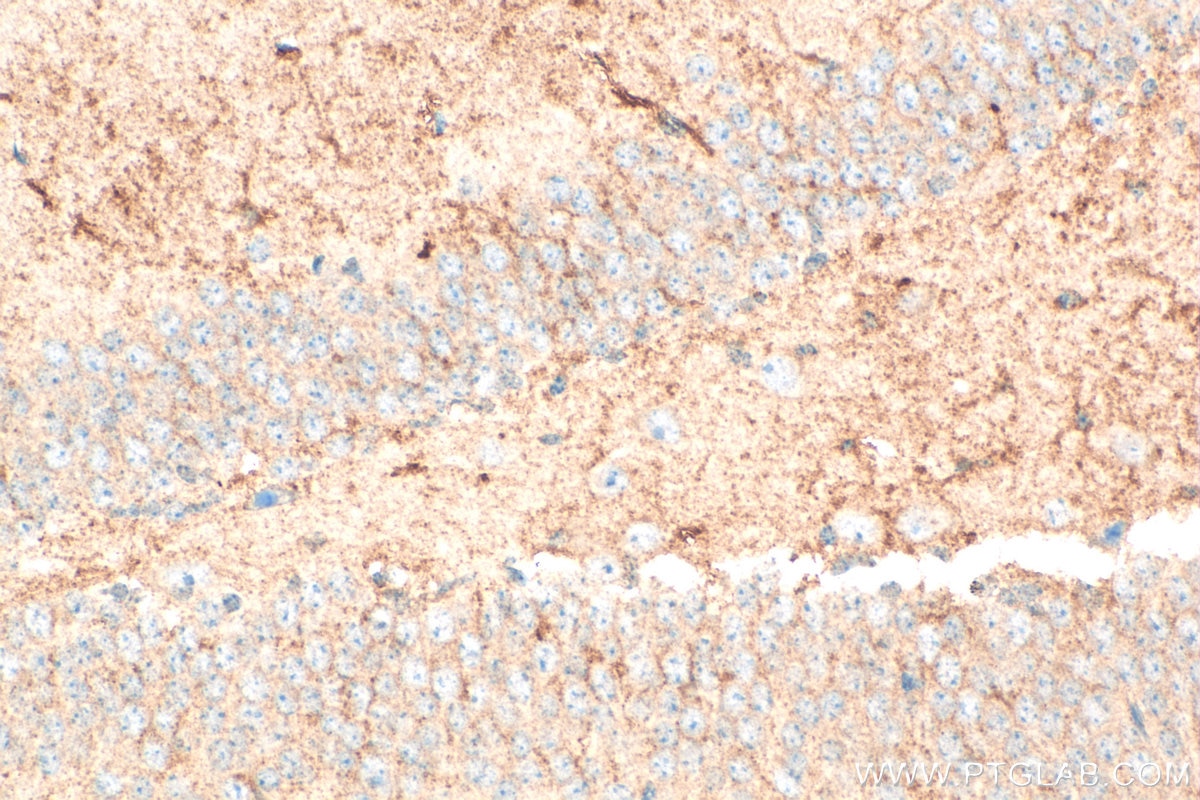 Immunohistochemistry (IHC) staining of mouse brain tissue using Neurotrophin 3 Polyclonal antibody (18084-1-AP)