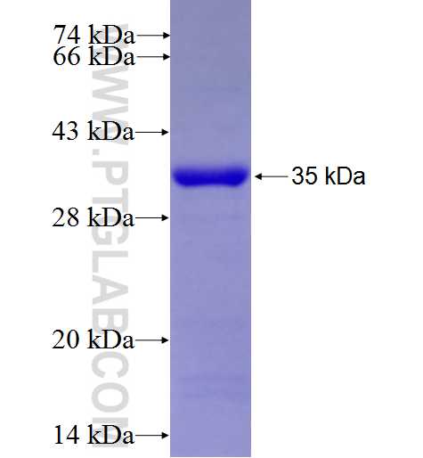 NTF3 fusion protein Ag12790 SDS-PAGE