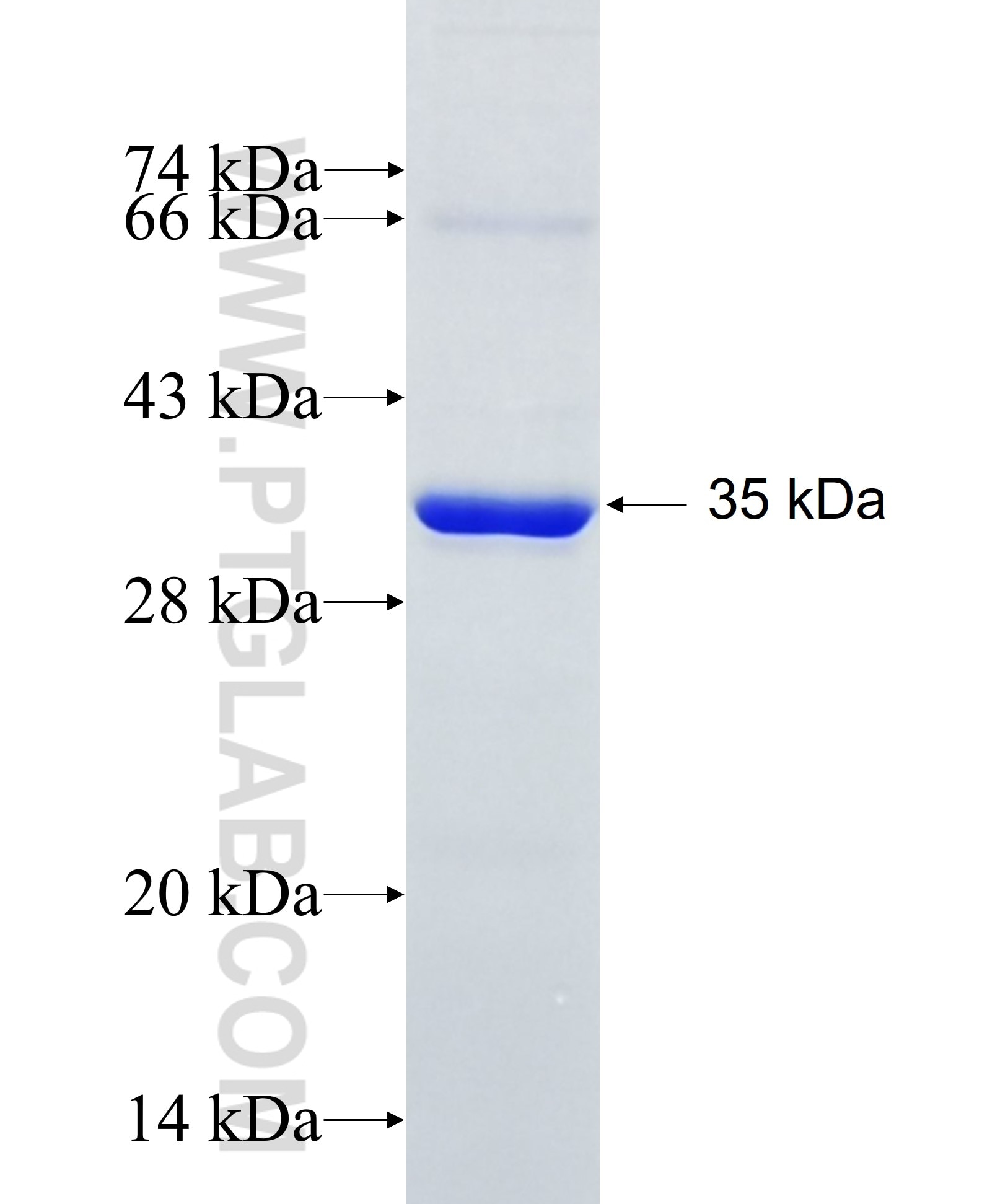 NTF3 fusion protein Ag12790 SDS-PAGE