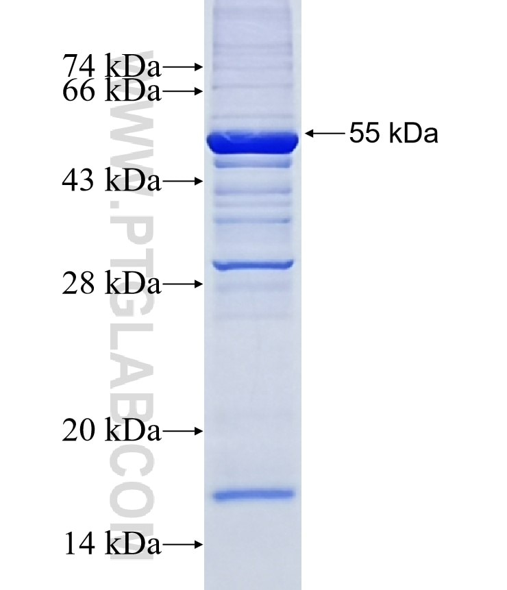 NTF3 fusion protein Ag12798 SDS-PAGE