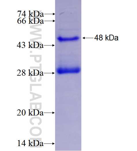 NTF4 fusion protein Ag2938 SDS-PAGE