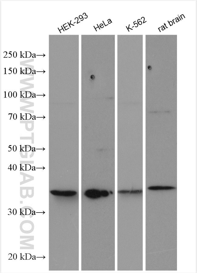 Western Blot (WB) analysis of various lysates using NTHL1 Polyclonal antibody (11154-1-AP)