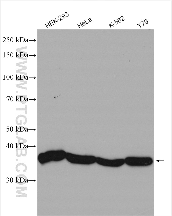 Western Blot (WB) analysis of various lysates using NTHL1 Polyclonal antibody (14918-1-AP)