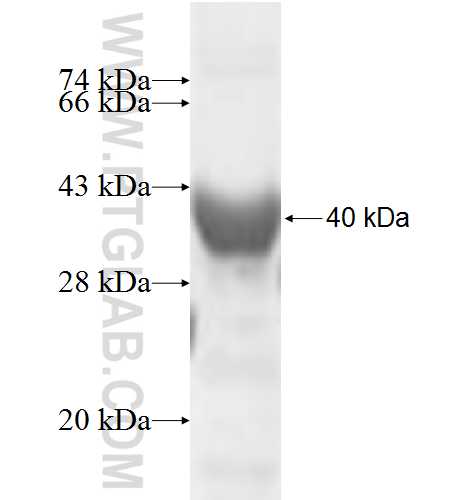 NTHL1 fusion protein Ag6536 SDS-PAGE