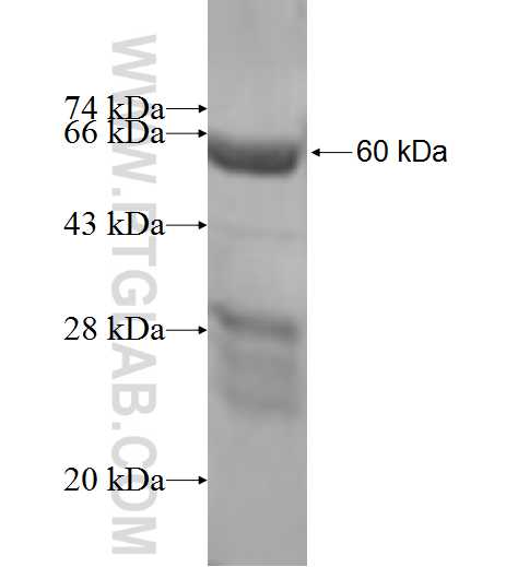 NTHL1 fusion protein Ag6734 SDS-PAGE