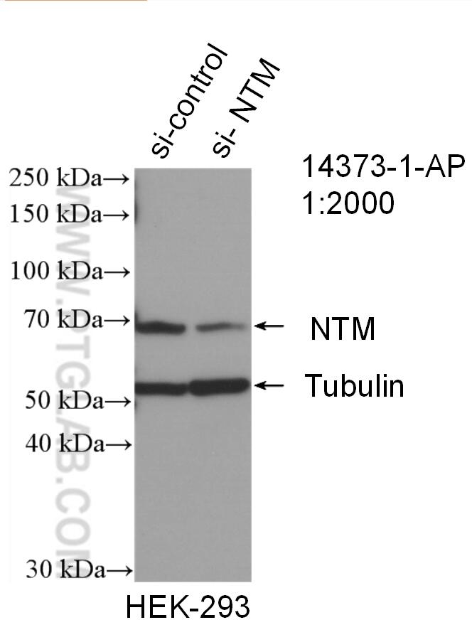 Western Blot (WB) analysis of SH-SY5Y cells using NTM Polyclonal antibody (14373-1-AP)