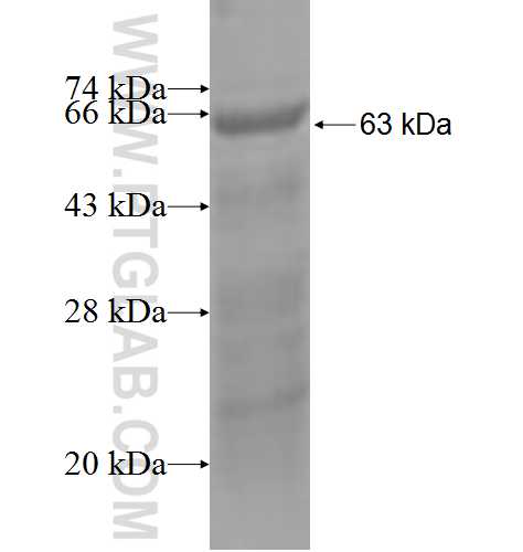 NTN4 fusion protein Ag2792 SDS-PAGE