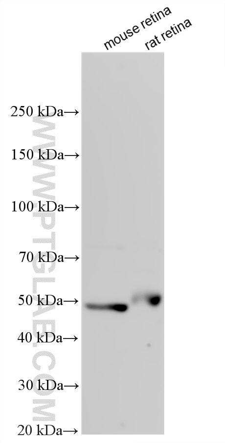 Various lysates were subjected to SDS PAGE followed by western blot with 33842-1-AP (NTNG2 antibody) at dilution of 1:1500 incubated at room temperature for 1.5 hours. Western Blot (WB) analysis of various lysates using NTNG2 Polyclonal antibody (33842-1-AP)