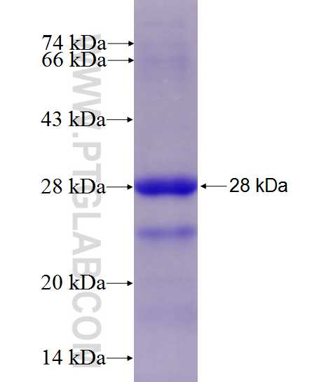 NTRK1 fusion protein Ag27985 SDS-PAGE