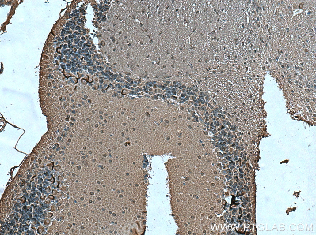 Immunohistochemistry (IHC) staining of mouse cerebellum tissue using TrkB Polyclonal antibody (13129-1-AP)