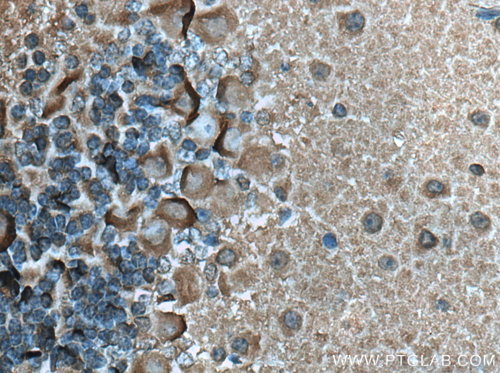 Immunohistochemistry (IHC) staining of mouse cerebellum tissue using TrkB Polyclonal antibody (13129-1-AP)