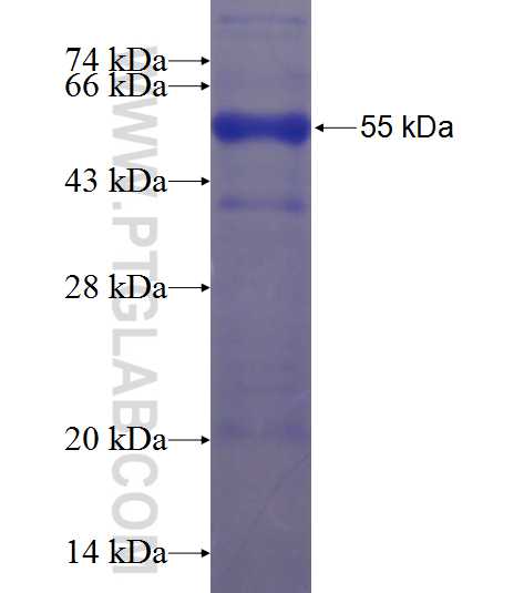 NTRK2 fusion protein Ag23436 SDS-PAGE
