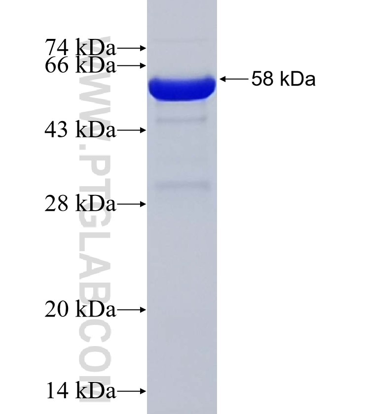 NTRK2 fusion protein Ag32196 SDS-PAGE