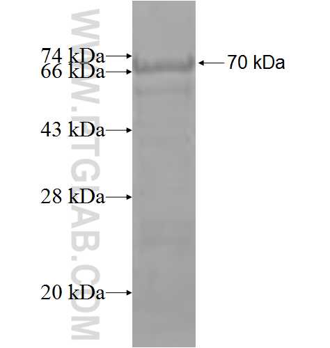 NTRK2 fusion protein Ag3790 SDS-PAGE