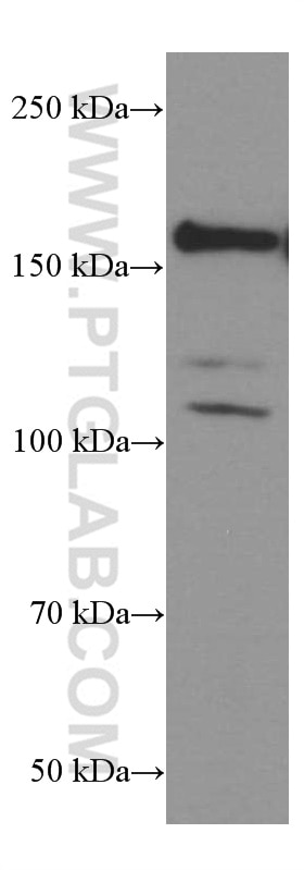 Western Blot (WB) analysis of SH-SY5Y cells using TrkC Monoclonal antibody (66380-1-Ig)