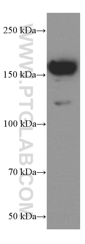Western Blot (WB) analysis of PC-12 cells using TrkC Monoclonal antibody (66380-1-Ig)