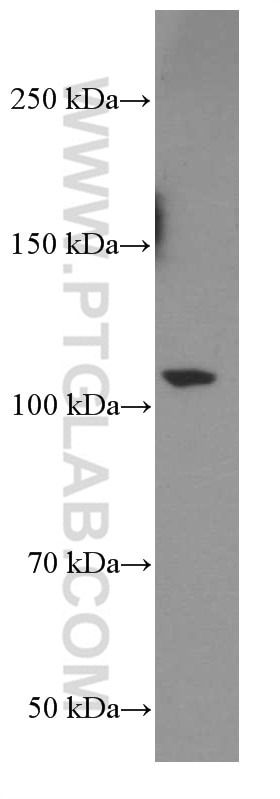 Western Blot (WB) analysis of fetal human brain tissue using TrkC Monoclonal antibody (66380-1-Ig)