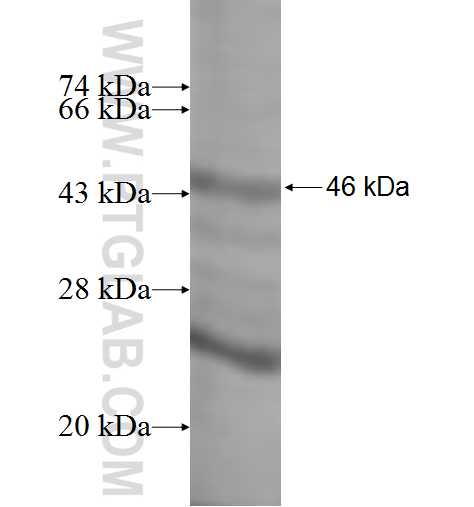 NTS fusion protein Ag1368 SDS-PAGE
