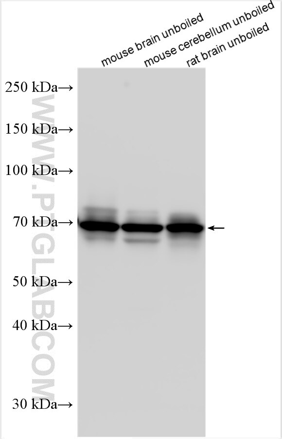 Western Blot (WB) analysis of various lysates using NTT4 Polyclonal antibody (31068-1-AP)