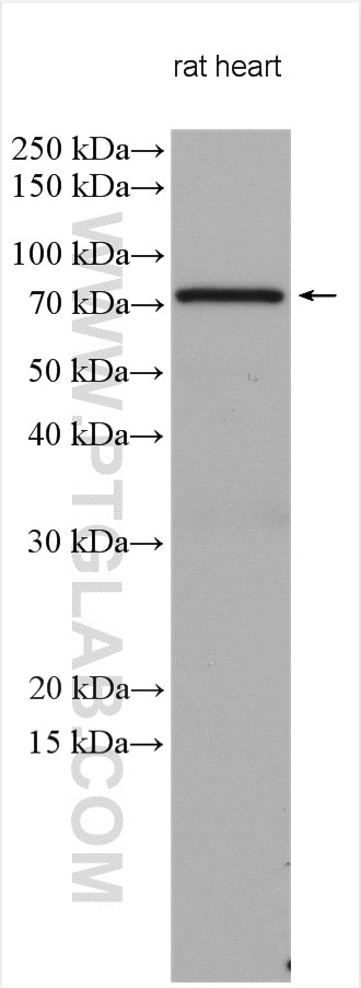 WB analysis using 22723-1-AP