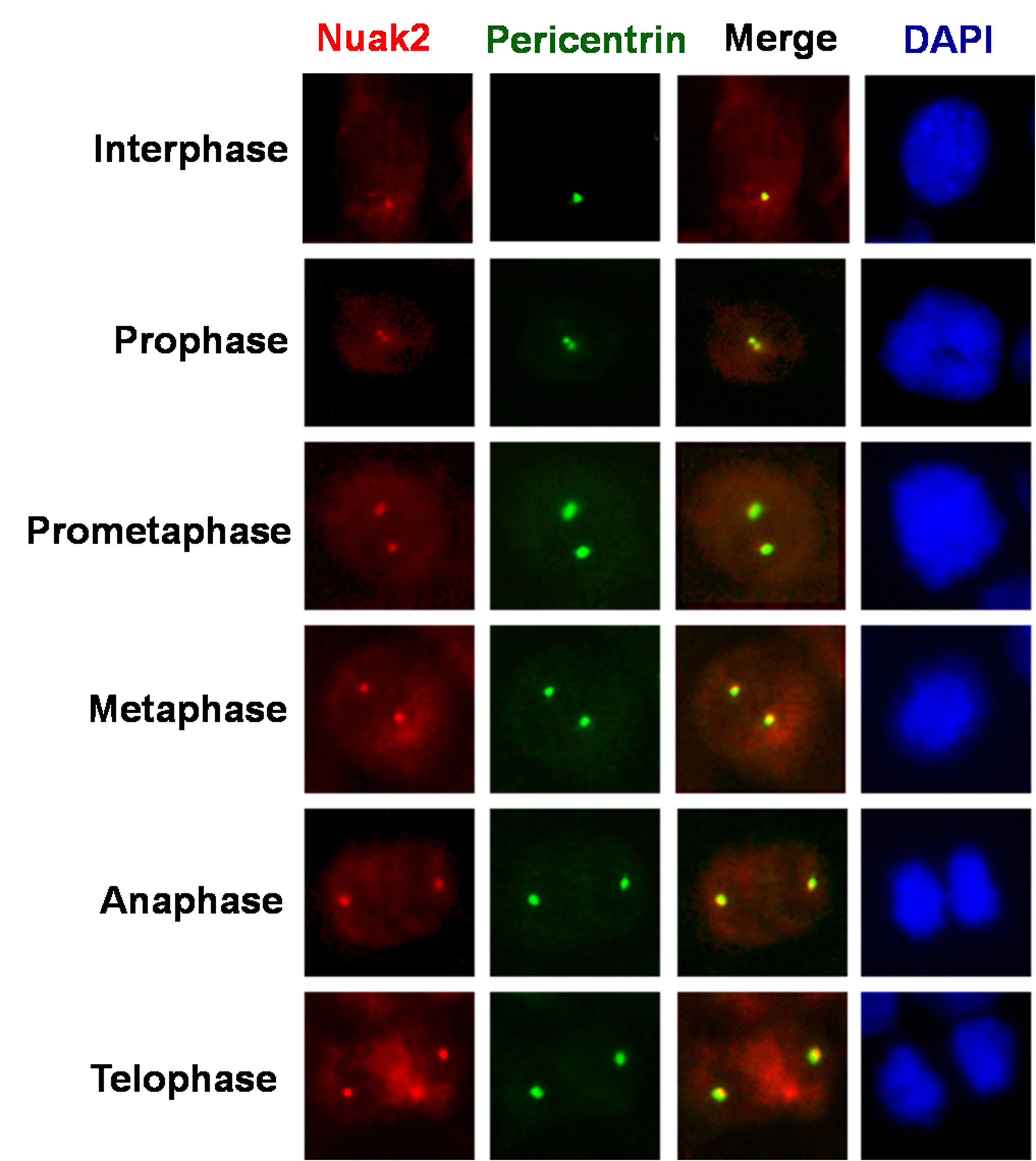 Immunofluorescence (IF) / fluorescent staining of NIH3T3 cells using NUAK2 Polyclonal antibody (11592-1-AP)