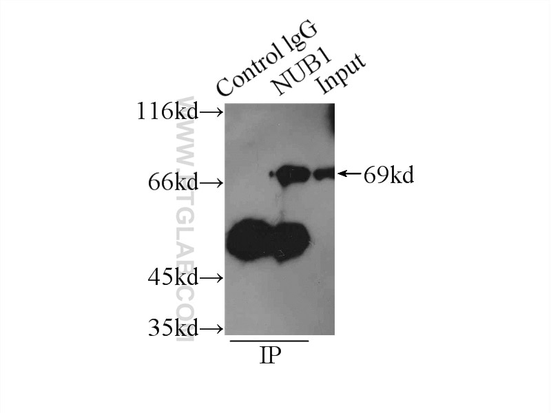Immunoprecipitation (IP) experiment of HEK-293 cells using NUB1 Polyclonal antibody (14343-1-AP)