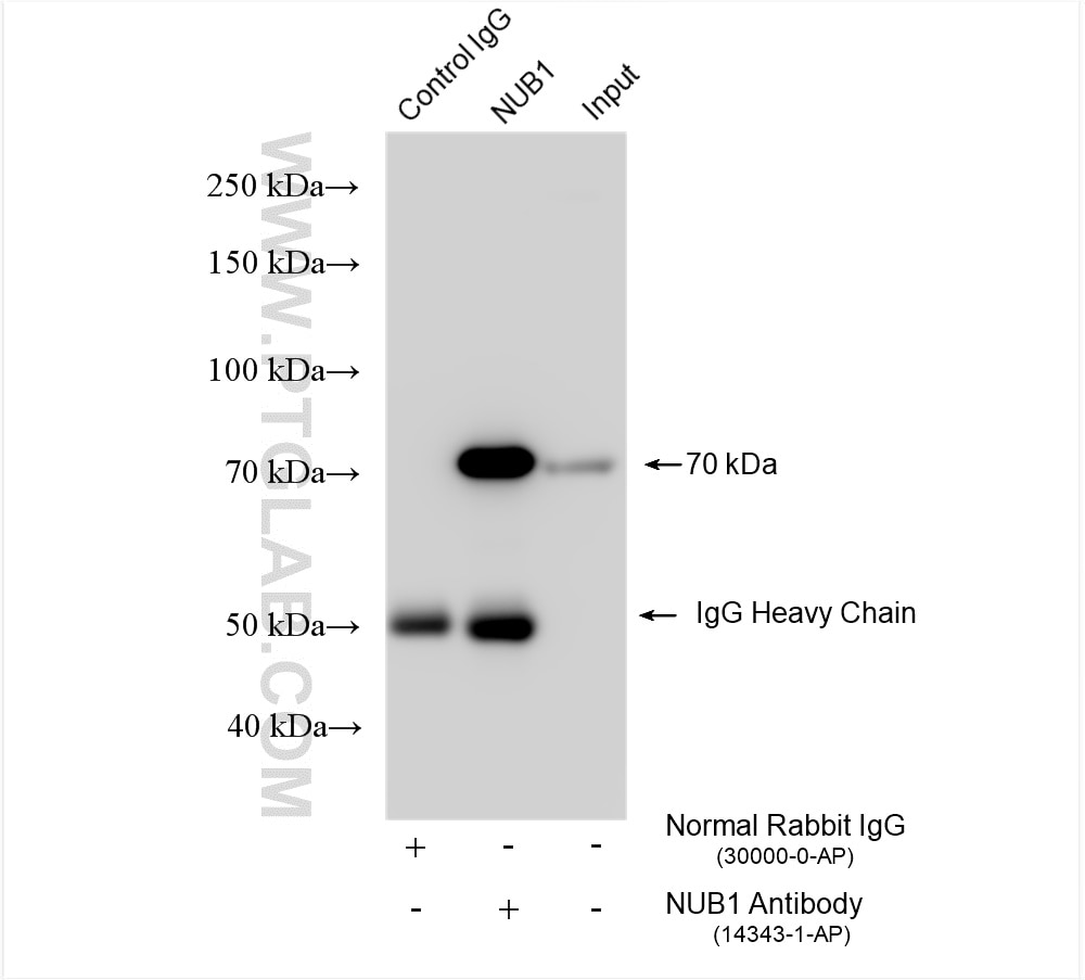 Immunoprecipitation (IP) experiment of HEK-293 cells using NUB1 Polyclonal antibody (14343-1-AP)