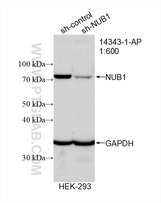 Western Blot (WB) analysis of HEK-293 cells using NUB1 Polyclonal antibody (14343-1-AP)